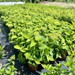 Hortenzia stromčekovitá (Hydrangea arborescens) ´ANABELLE´- výška 15-25 cm, kont. C3L 