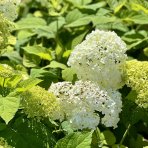 Hortenzia stromčekovitá (Hydrangea arborescens) ´ANABELLE´- výška 15-25 cm, kont. C3L 