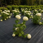 Hortenzia stromčekovitá (Hydrangea arborescens) ´ANNABELLE´ - výška 20-30 cm, kont. C3L 