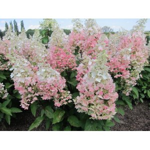 Hortenzia metlinatá (Hydrangea paniculata) ´CANDLELIGHT´® - výška 40-60 cm, kont. C3L