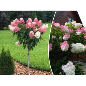 Hortenzia metlinatá (Hydrangea paniculata) ´CANDLELIGHT´® - výška 100-120 cm, kont. C5L - NA KMIENKU
