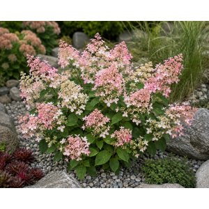 Hortenzia metlinatá (Hydrangea paniculata) ‘CONFETTI’ - výška 10-20 cm, kont. C2L 