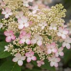 Hortenzia metlinatá (Hydrangea paniculata) ‘CONFETTI’ - výška 10-20 cm, kont. C2L 