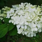 Hortenzia metlinatá (Hydrangea paniculata) ‘DHARUMA’ - výška 20-30 cm, kont. C2L