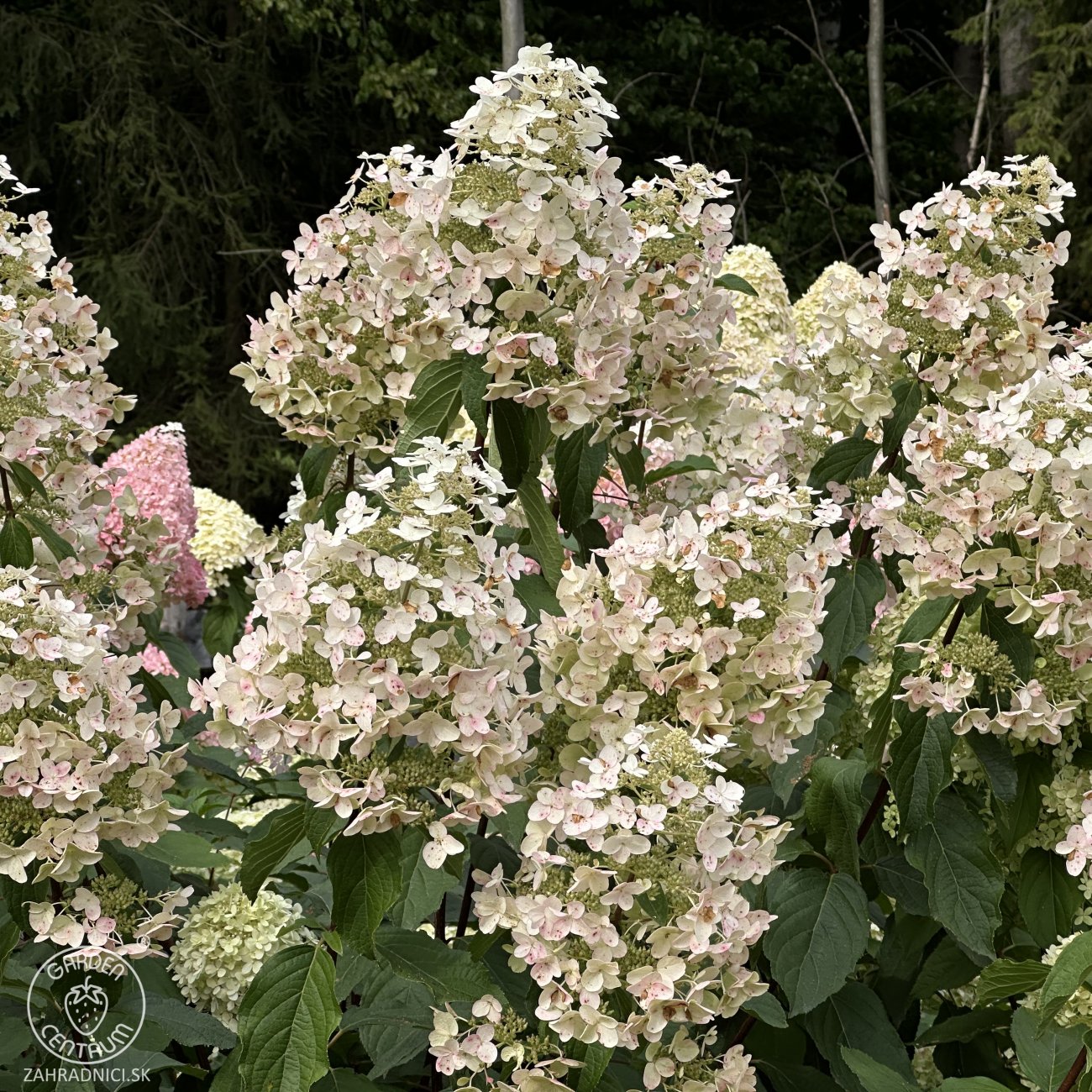 Obrázok Hortenzia metlinatá (Hydrangea paniculata) ‘DHARUMA’ - výška 20-30 cm, kont. C2L