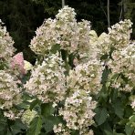 Hortenzia metlinatá (Hydrangea paniculata) ‘DHARUMA’ - výška 20-30 cm, kont. C2L