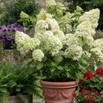 Hortenzia metlinatá (Hydrangea paniculata) ´DIAMANTINO´® – výška 30-60 cm, kont. C2L
