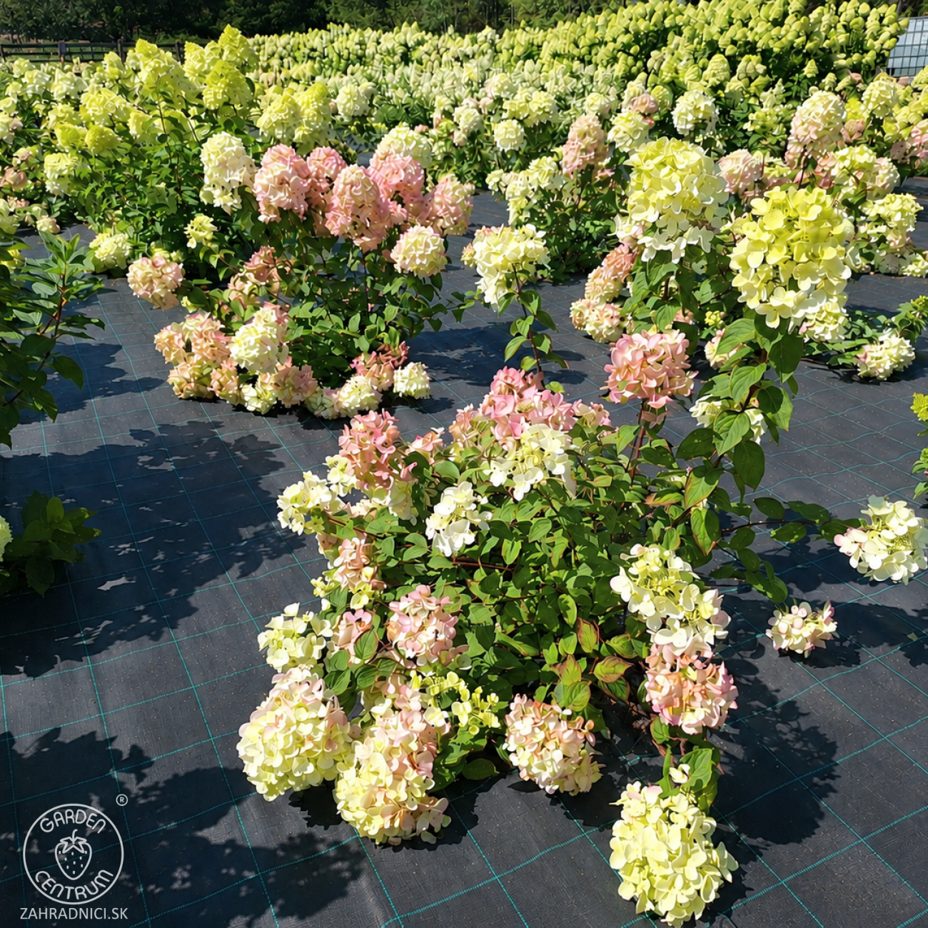 Obrázok Hortenzia metlinatá (Hydrangea paniculata) ´DIAMANTINO´® – výška 30-60 cm, kont. C2L