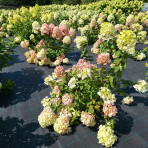 Hortenzia metlinatá (Hydrangea paniculata) ´DIAMANTINO´® – výška 30-60 cm, kont. C2L