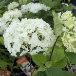 Hortenzia stromčekovitá (Hydrangea arborescens) 'FlowerWOW®' First Edition® - výška 30-40 cm, kont. C2L - OBROVSKÉ KVETY