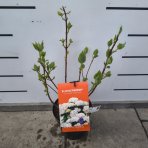Hortenzia stromčekovitá (Hydrangea arborescens) 'FlowerWOW®' First Edition® - výška 30-40 cm, kont. C3L/P19 - OBROVSKÉ KVETY