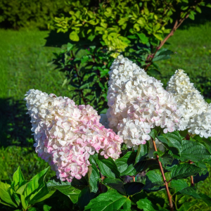 Hortenzie metlinaté - kríčkové