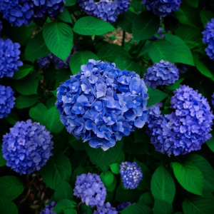 Hortenzie pilovité (Hydrangea serrata)