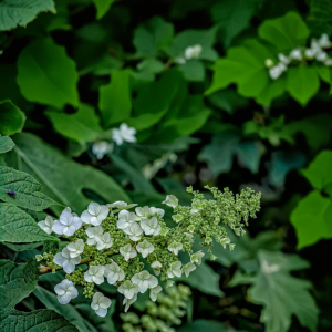 Hortenzie dubolisté (Hydrangea quercifolia)