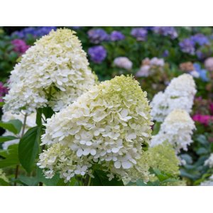 Hortenzia metlinatá (Hydrangea paniculata) ´GRANDIFLORA´- výška 30-50 cm, kont. C3L
