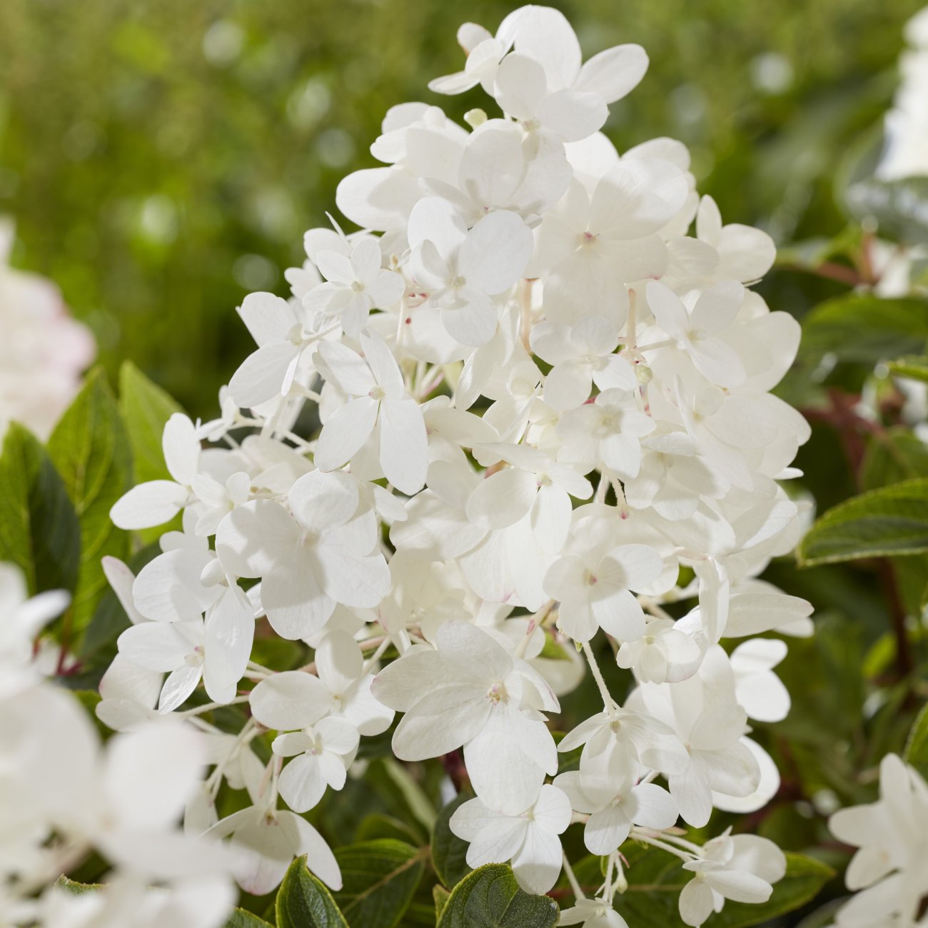 Obrázok Hortenzia metlinatá (Hydrangea paniculata) ´GROUNDBREAKER® BLUSH´ by LIVING CREATIONS®´ - výška 10-20 cm, kont. C1.5L