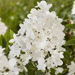 Hortenzia metlinatá (Hydrangea paniculata) ´GROUNDBREAKER® BLUSH´ by LIVING CREATIONS®´ - výška 10-20 cm, kont. C1.5L