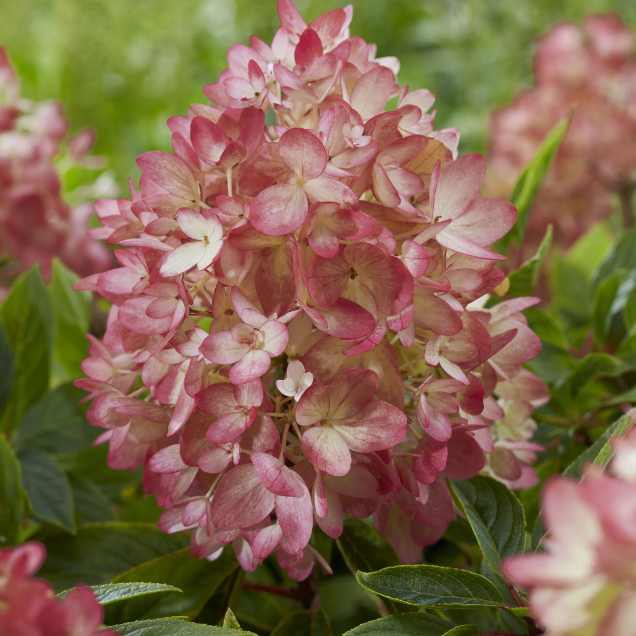 Obrázok Hortenzia metlinatá (Hydrangea paniculata) ´GROUNDBREAKER® BLUSH´ by LIVING CREATIONS®´ - výška 10-20 cm, kont. C1.5L