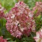 Hortenzia metlinatá (Hydrangea paniculata) ´GROUNDBREAKER® BLUSH´ by LIVING CREATIONS®´ - výška 10-20 cm, kont. C1.5L