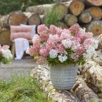 Hortenzia metlinatá (Hydrangea paniculata) ´GROUNDBREAKER® BLUSH´ by LIVING CREATIONS®´ - výška 10-20 cm, kont. C1.5L