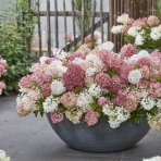 Hortenzia metlinatá (Hydrangea paniculata) ´GROUNDBREAKER® BLUSH´ by LIVING CREATIONS®´ - výška 10-20 cm, kont. C1.5L