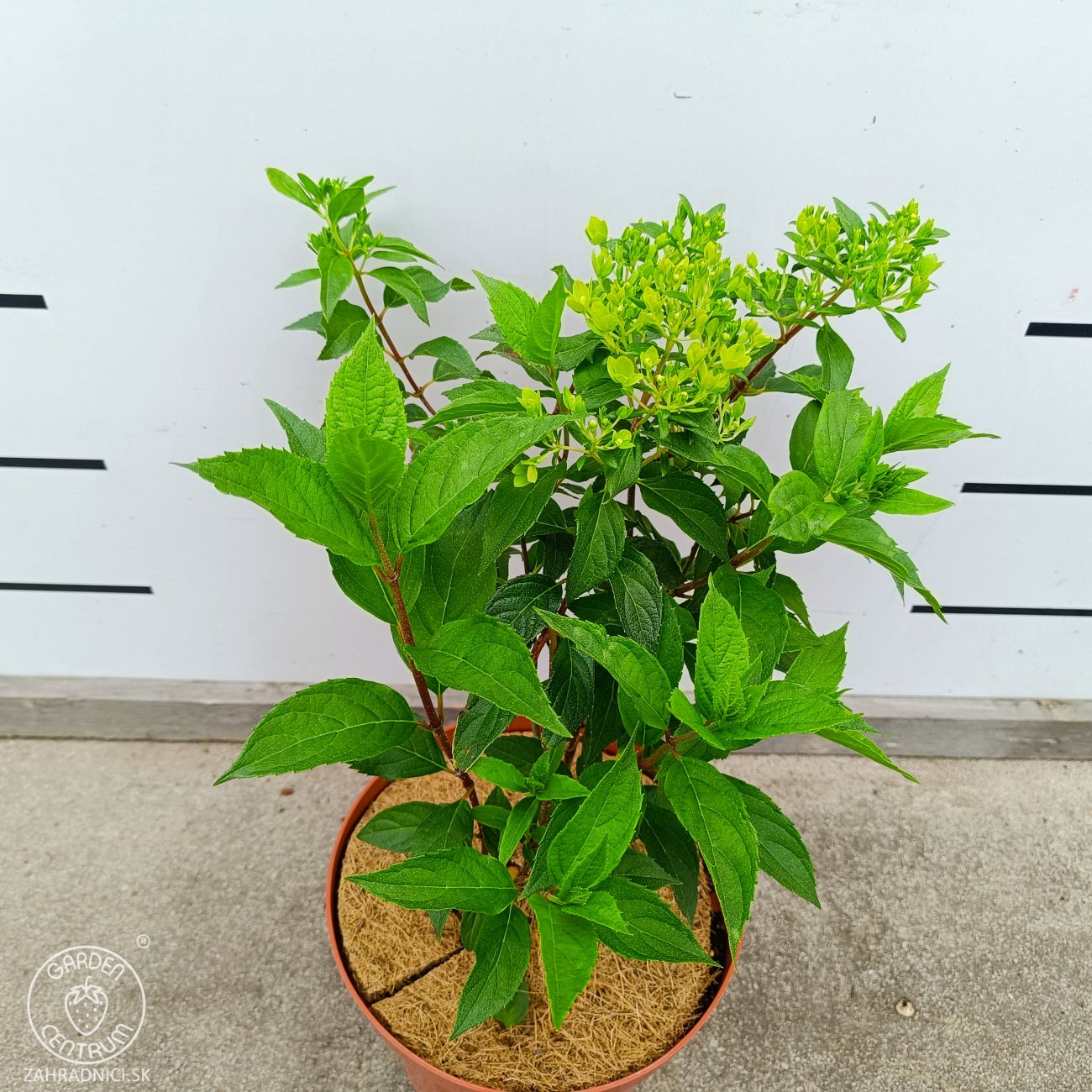 Obrázok Hortenzia metlinatá (Hydrangea paniculata) ´HERCULES´® - výška 30-40 cm, kont. C2L