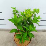 Hortenzia metlinatá (Hydrangea paniculata) ´HERCULES´® - výška 30-40 cm, kont. C2L