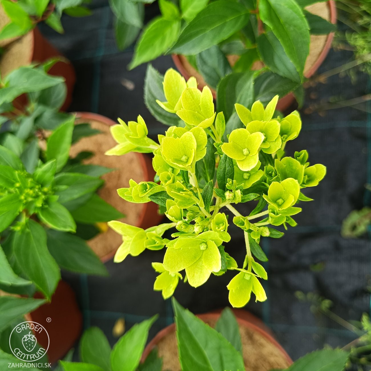 Obrázok Hortenzia metlinatá (Hydrangea paniculata) ´HERCULES´® - výška 30-40 cm, kont. C2L
