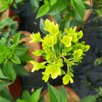 Hortenzia metlinatá (Hydrangea paniculata) ´HERCULES´® - výška 30-40 cm, kont. C2L