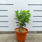 Hortenzia metlinatá (Hydrangea paniculata) ´HERCULES´® - výška 30-40 cm, kont. C2L