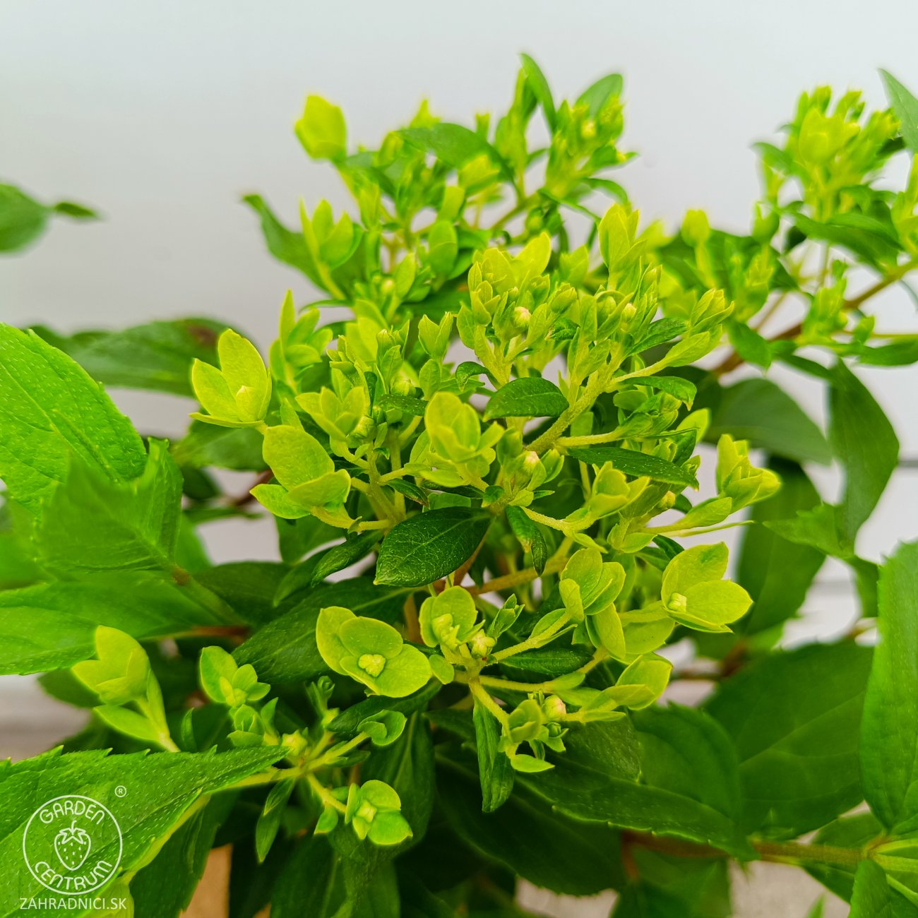 Obrázok Hortenzia metlinatá (Hydrangea paniculata) ´HERCULES´® - výška 30-40 cm, kont. C2L