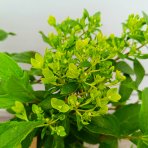 Hortenzia metlinatá (Hydrangea paniculata) ´HERCULES´® - výška 30-40 cm, kont. C2L