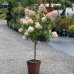 Hortenzia metlinatá (Hydrangea paniculata) ´PHANTOM´- výška 120-140 cm, kont. C18L - NA KMIENKU (-34°C)
