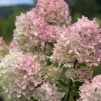 Hortenzia metlinatá (Hydrangea paniculata) ´PHANTOM´- výška 120-140 cm, kont. C18L - NA KMIENKU (-34°C)