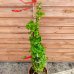 Hortenzia popínavá (Hydrangea petiolaris) výška: 100-120 cm, kont. C18L (-34°C)