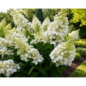 Hortenzia metlinatá (Hydrangea paniculata) ‘LEVANA’ - výška 20-30 cm, kont. C2L - OBROVSKÉ KVETY