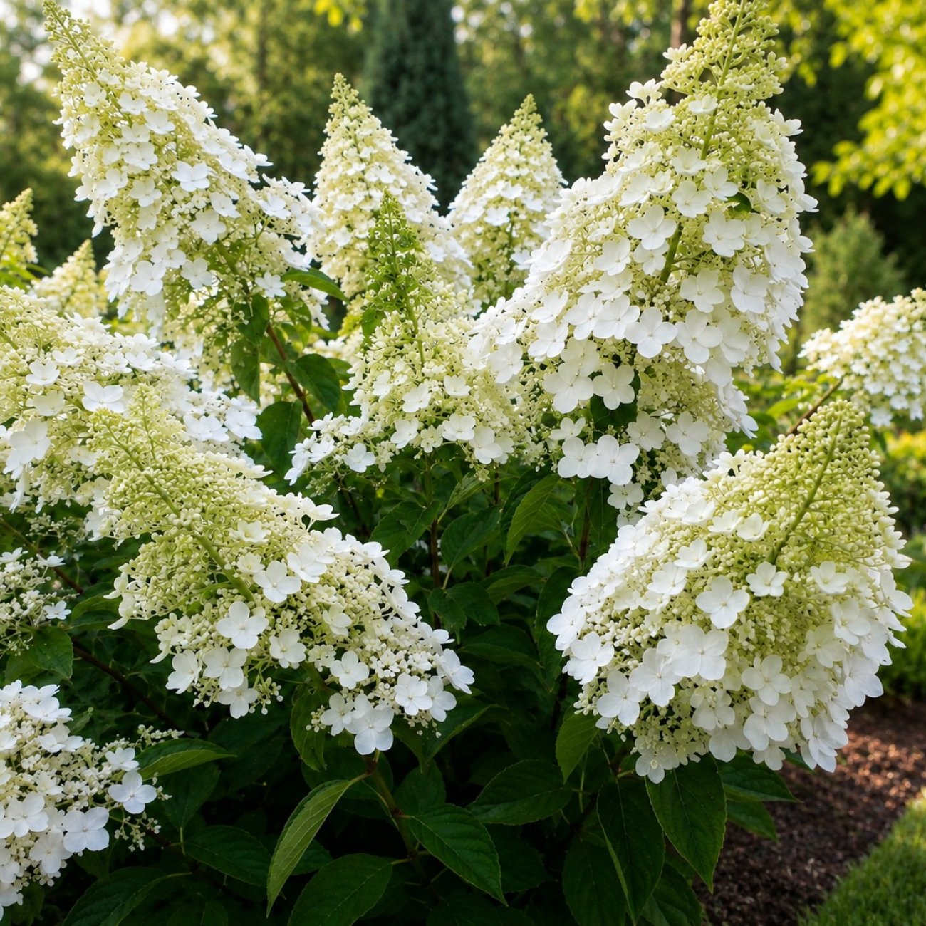 Obrázok Hortenzia metlinatá (Hydrangea paniculata) ‘LEVANA’ - výška 20-30 cm, kont. C2L - OBROVSKÉ KVETY