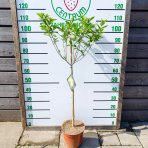 Hortenzia metlinatá (Hydrangea paniculata) 'LIMELIGHT'® - výška 80-100 cm, kont. C5L - NA KMIENKU