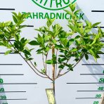 Hortenzia metlinatá (Hydrangea paniculata) 'LIMELIGHT'® - výška 80-100 cm, kont. C5L - NA KMIENKU