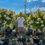Hortenzia metlinatá (Hydrangea paniculata) 'LIMELIGHT'® - výška 150-170 cm, kont. C45L - VIACKMENNÁ