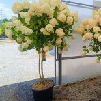 Hortenzia metlinatá (Hydrangea paniculata) 'LIMELIGHT'® - výška 150-170 cm, kont. C45L - NA KMIENKU