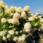Hortenzia metlinatá (Hydrangea paniculata) 'LIMELIGHT'® - výška 150-170 cm, kont. C45L - NA KMIENKU