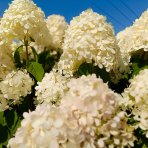 Hortenzia metlinatá (Hydrangea paniculata) 'LIMELIGHT'® - výška 150-170 cm, kont. C45L - NA KMIENKU