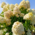 Hortenzia metlinatá (Hydrangea paniculata) 'LIMELIGHT'® - výška 150-170 cm, kont. C45L - NA KMIENKU