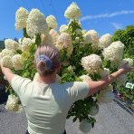 Hortenzia metlinatá (Hydrangea paniculata) 'LIMELIGHT'® - výška 150-170 cm, kont. C45L - VIACKMENNÁ