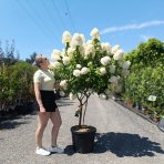 Hortenzia metlinatá (Hydrangea paniculata) 'LIMELIGHT'® - výška 150-170 cm, kont. C45L - VIACKMENNÁ