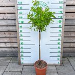 Hortenzia metlinatá (Hydrangea paniculata) ´LIMELIGHT´- výška 130-150 cm, kont. C12L - NA KMIENKU 