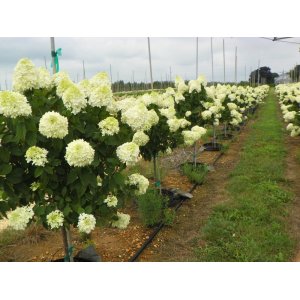 Hortenzia metlinatá (Hydrangea paniculata) ´LIMELIGHT´- výška 60-70 cm, kont. C5L - NA KMIENKU