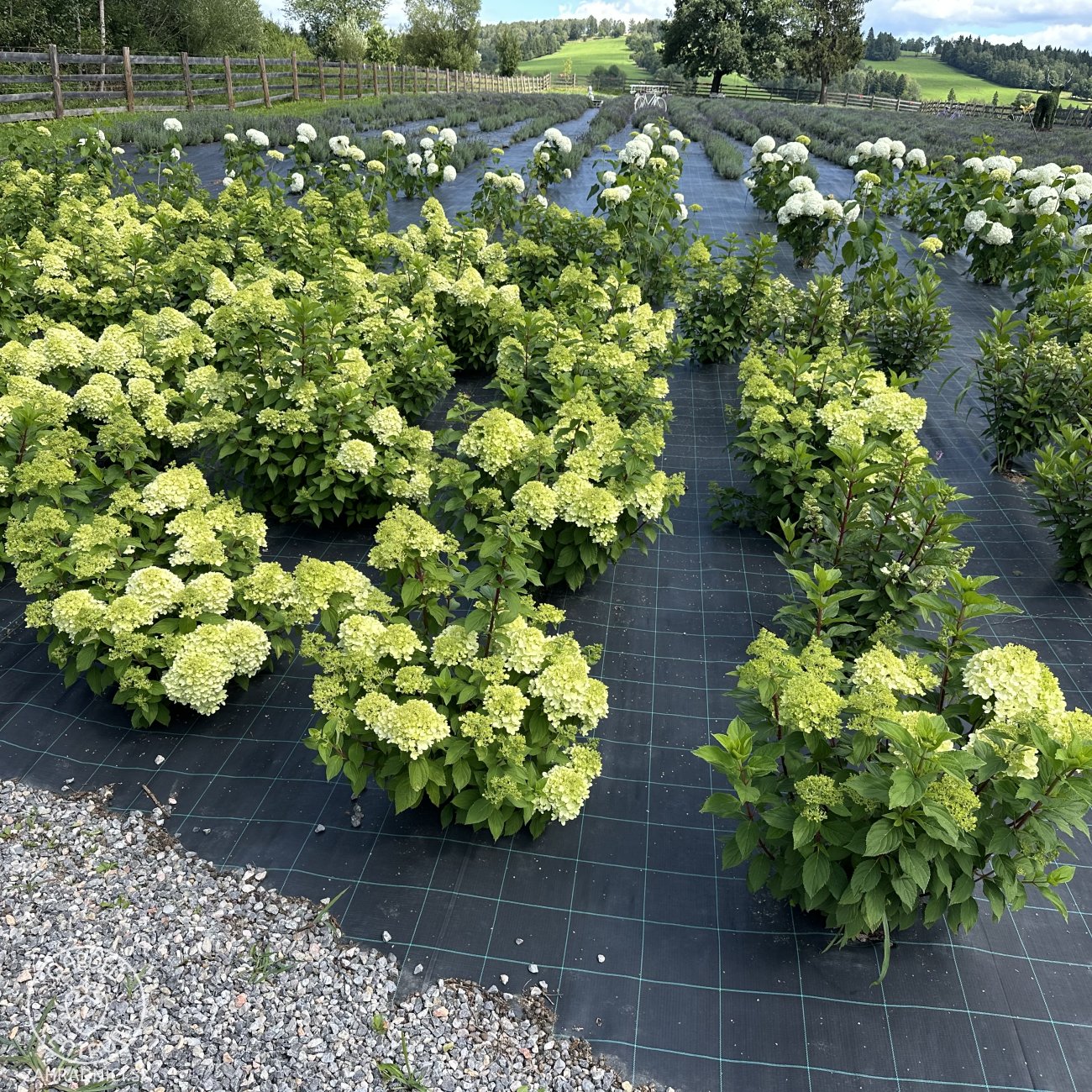 Obrázok Hortenzia metlinatá (Hydrangea paniculata) ´MOJITO®´ - výška 20-30 cm, kont. C2L