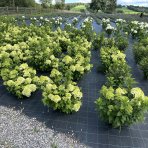 Hortenzia metlinatá (Hydrangea paniculata) ´MOJITO®´ - výška 20-30 cm, kont. C2L
